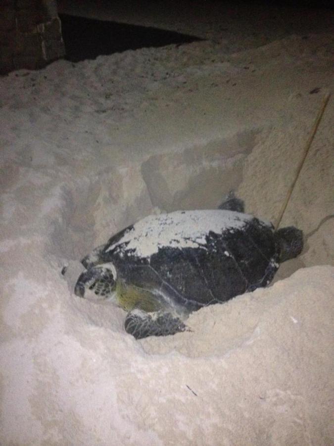 Villa De Las Tortugasカンクン エクステリア 写真